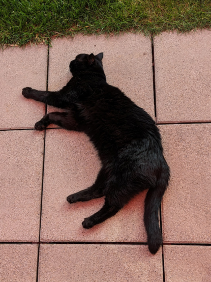 schwarze Katze liegt entspannt auf den Terrassensteinen, oben ist die grüne Rasenkante zu sehen