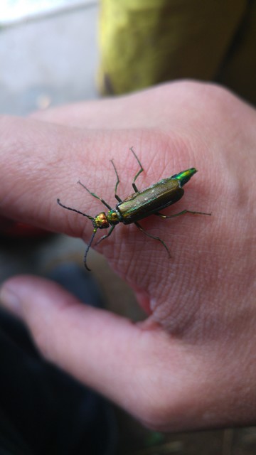 Ein gut 2 cm langer, länglicher Käfer auf meiner Hand. Er ist überwiegend metallisch grün.