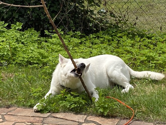 A White Shepherd Dog lying on grass and chewing on a stick that’s longer than he is.