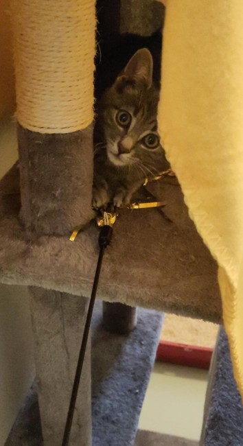 A young kitten sitting in a cat tree and looking directly into the camera while playing with golden ribbons at the end of a thin plastic stick