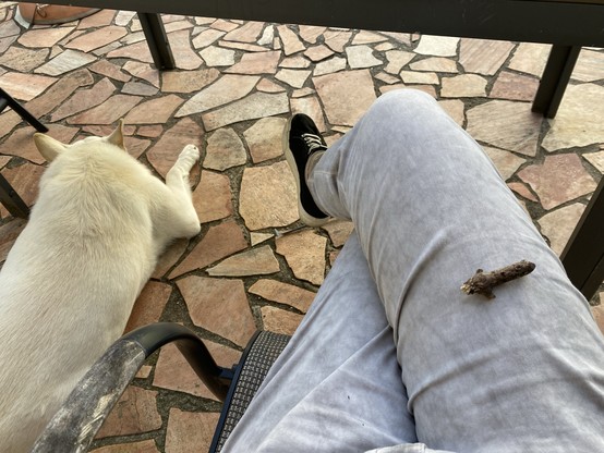 A chewed piece of stick on my leg and the dog dozing on the floor next to me