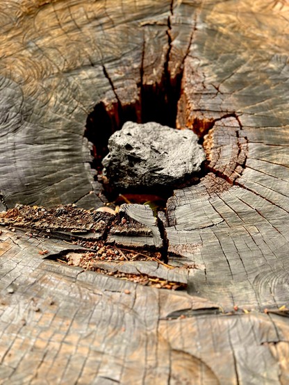 A rock lodged inside an old tree stump 