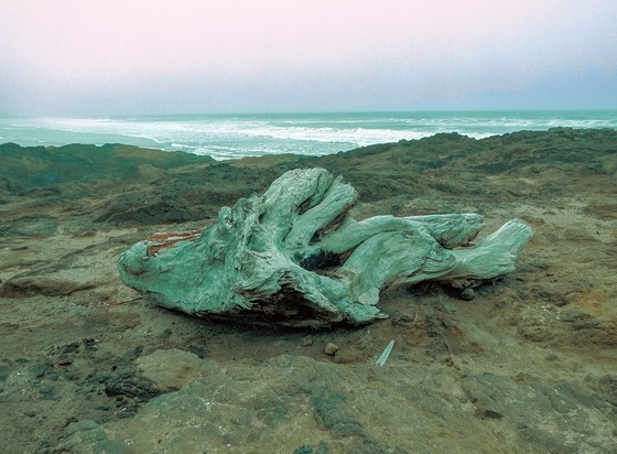 Salt hardened and twisted bones of some long dead forest king, a tree of good size and stature whose fate released him to wash on the stone shores of a violent sea