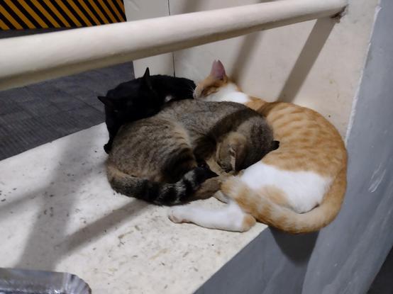 Three cats cuddling each other at some corner