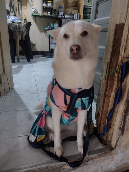 Spitz dog wearing a dress, sitting by the door way.
I just got home during this, she sits like this, a little impatient, because it's taking me too long to come in, put down my bag, and pet her lol