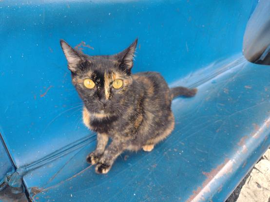 Tortie cat sitting on a plastic bench, staring at camera. 
I often meet this cat because they hang out by a tricycle terminal that serves pasengers from the parish and a gym. She's really sweet, I love tortie cats.