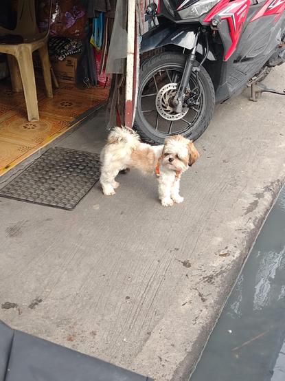 Toy dog by a sidewalk.