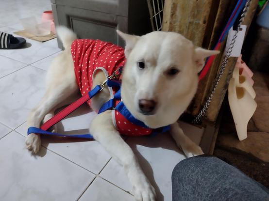 Dog with clothes on the floor