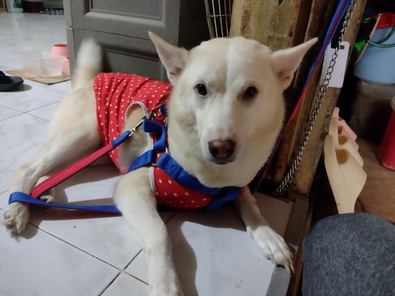 Dog with clothes on the floor 2: electric boogaloo