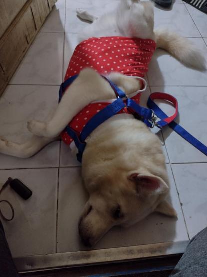 Dog with clothes now lying on the floor