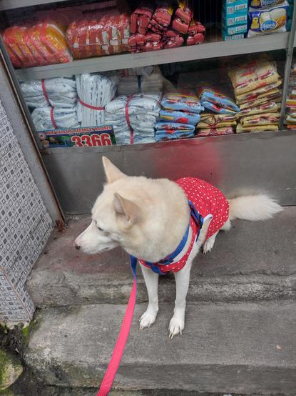 Dog with clothes sitting on the steps in front of a store, where her butt is at the higher step while the front paws are on the lower step
