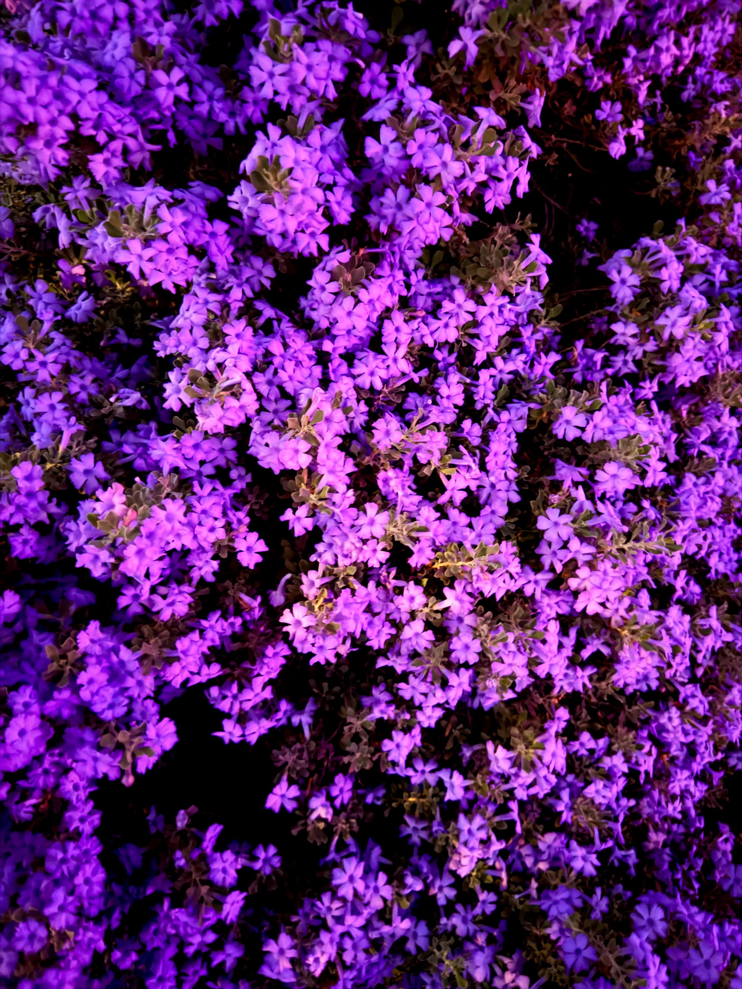 Sorry, no caption provided by author