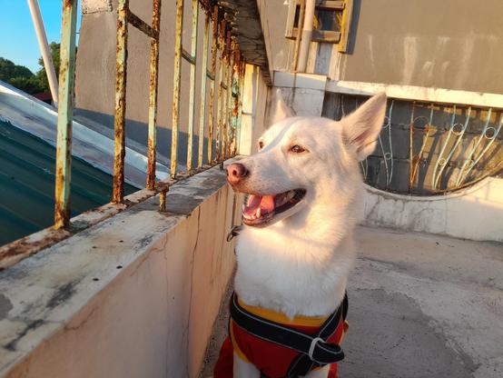 dog sitting and staring to the sun
