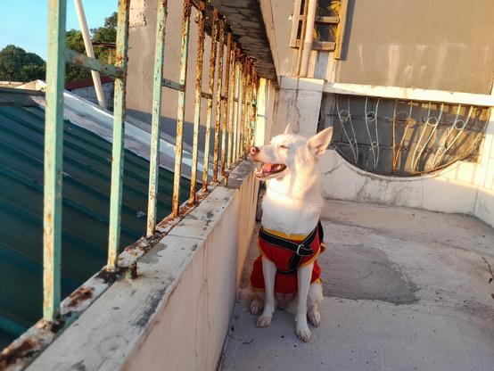 dog sitting and squinting in to the sun