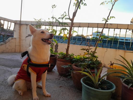 dog sitting in front of potted plants