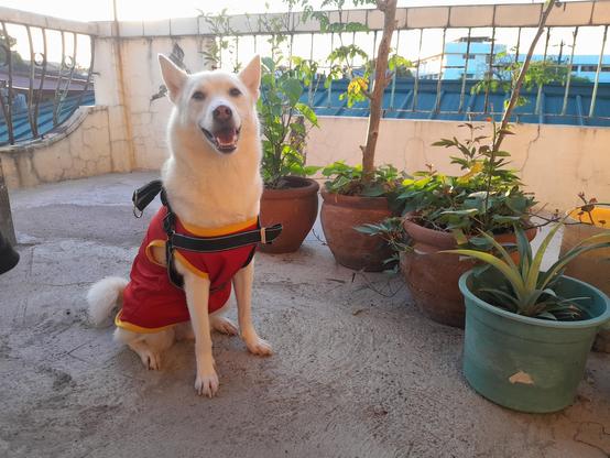 dog sitting in front of potted plants, staring into the camera