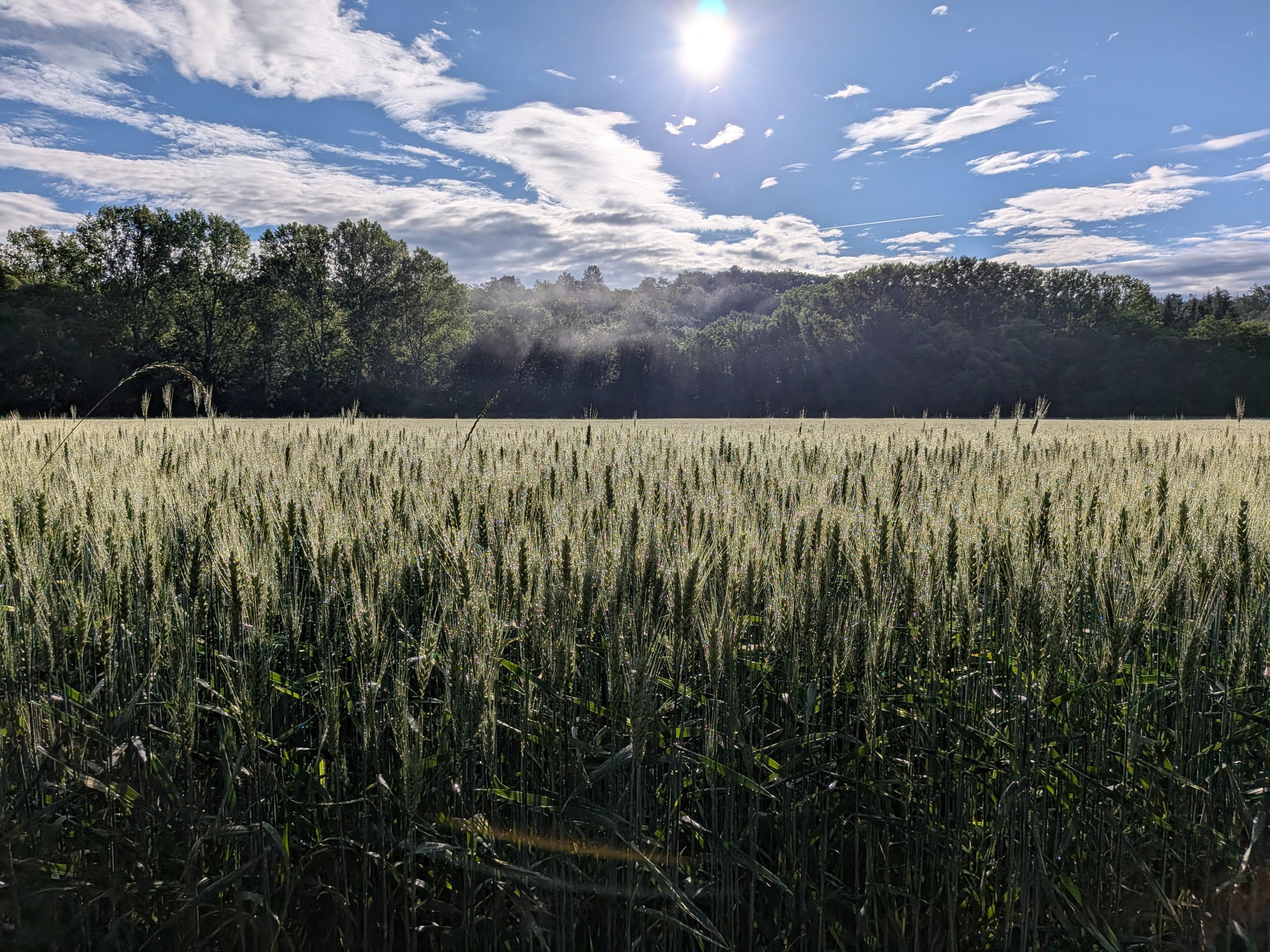 A dew-covered green wheat field stretching towards a distant tree line under a bright, cloudy sky.