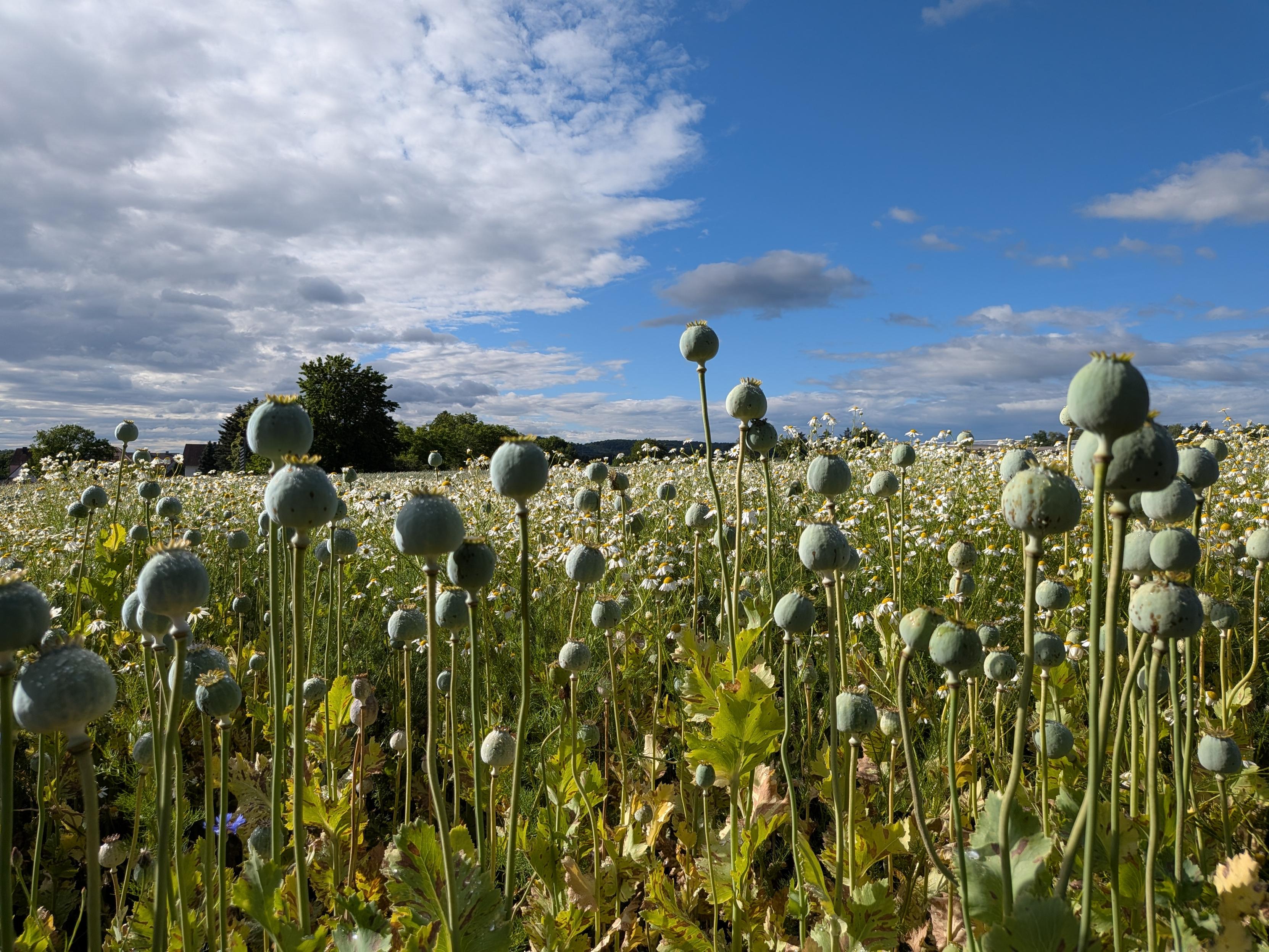 A field of green poppy seed pods and small white flowers under a blue sky with scattered clouds.