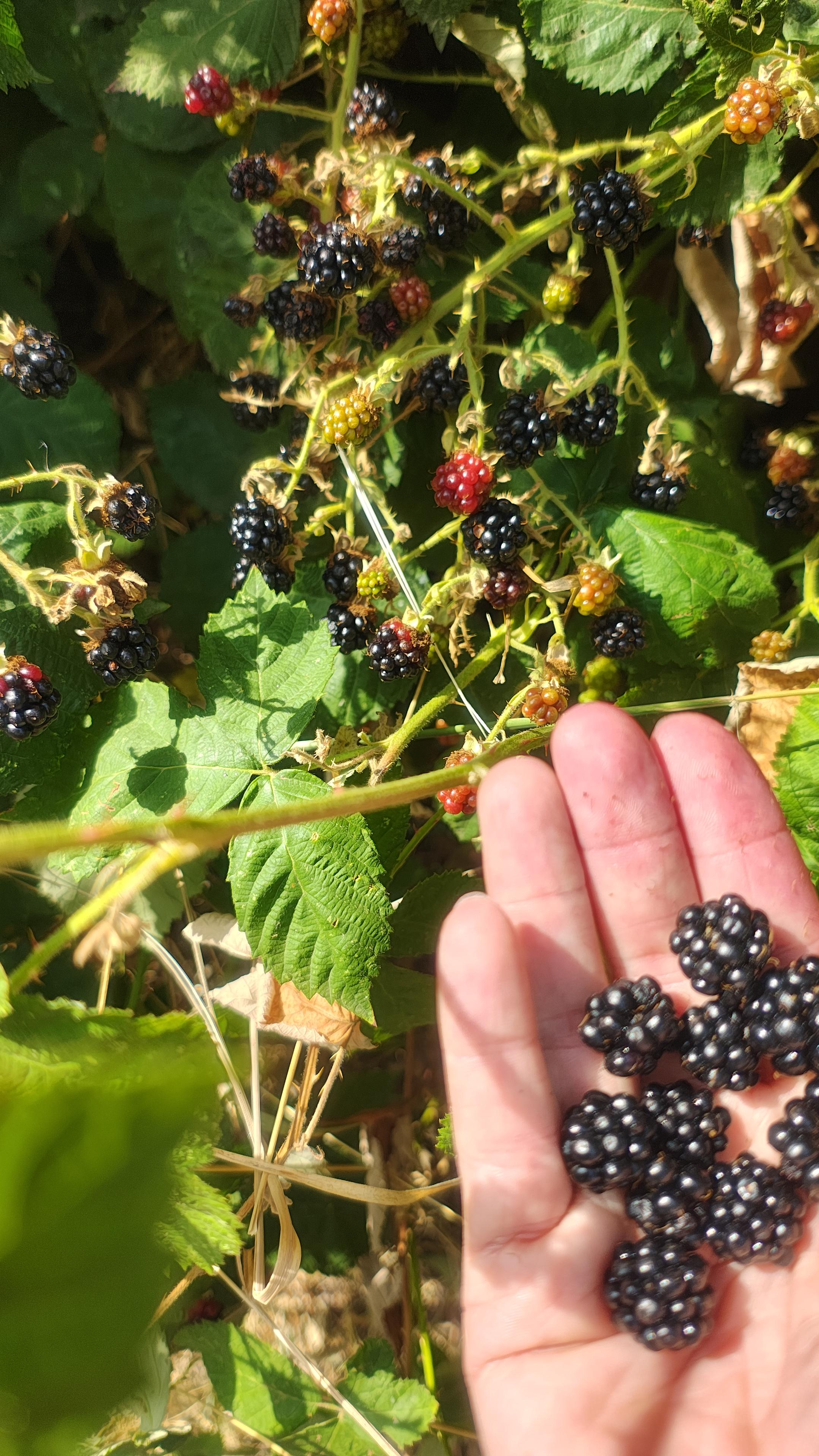 Eine Hand  voll Brombeeren, und dahinter sieht man am Strauch noch viel mehr reife Früchte.