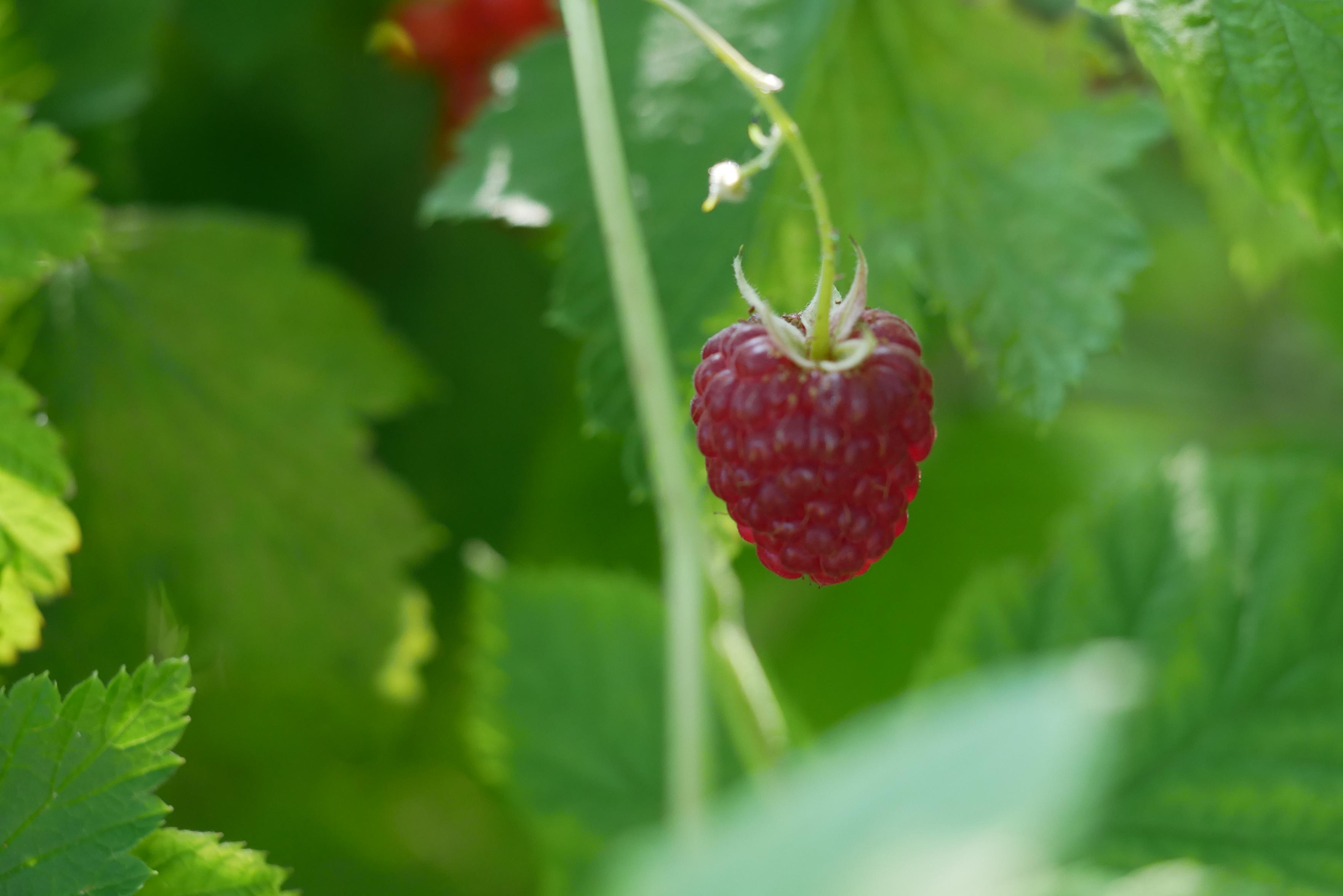 Close-up photo: green bushes with raspberry in the foreground