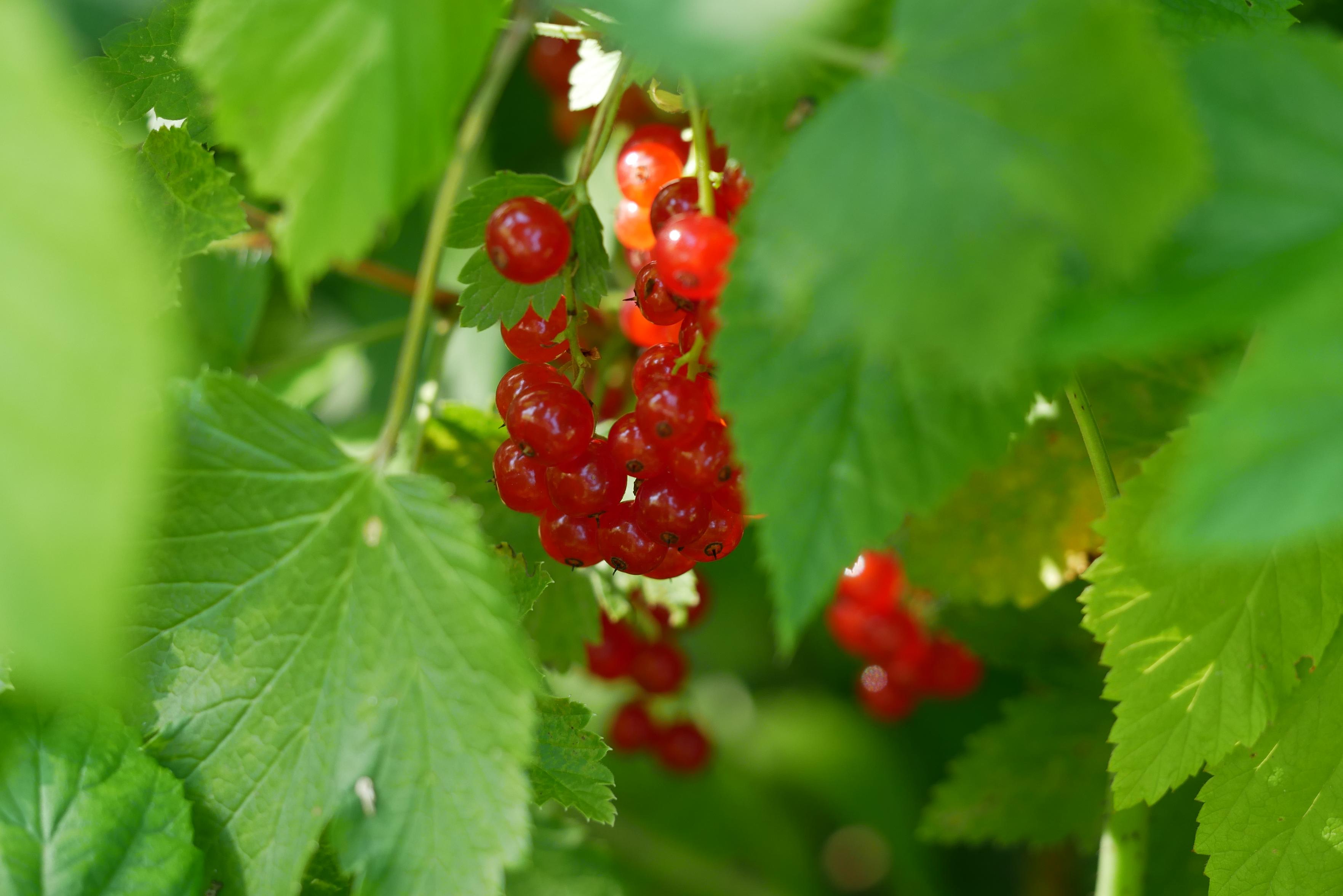 Red currant bushes