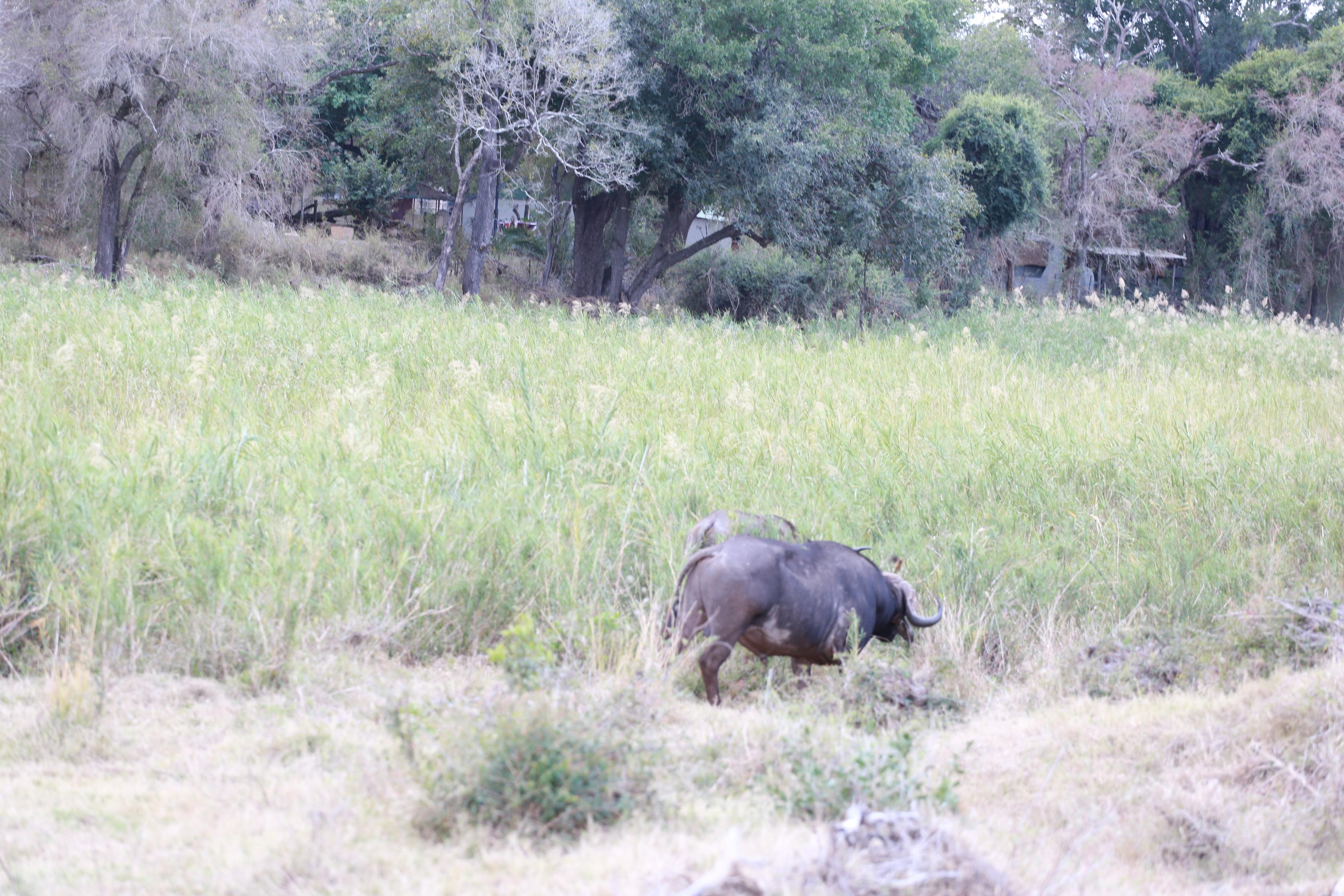 Buffalo grazing in a tributary of the Sabi River, Kruger National Park, South Africa