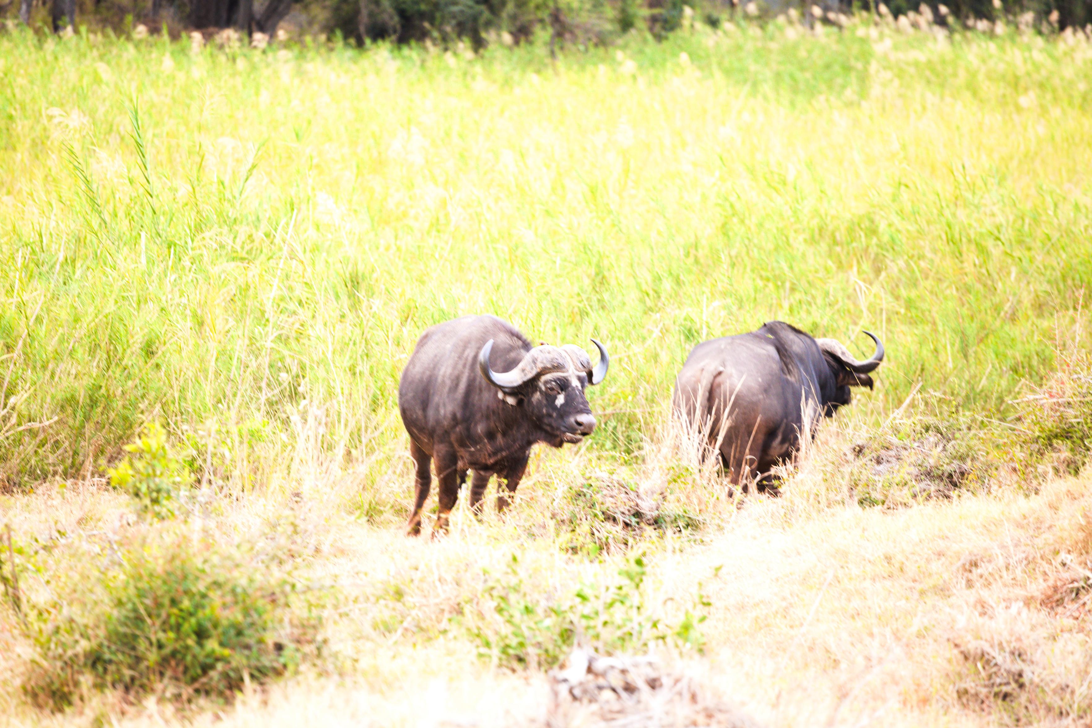 Buffalo grazing in a tributary of the Sabi River, Kruger National Park, South Africa