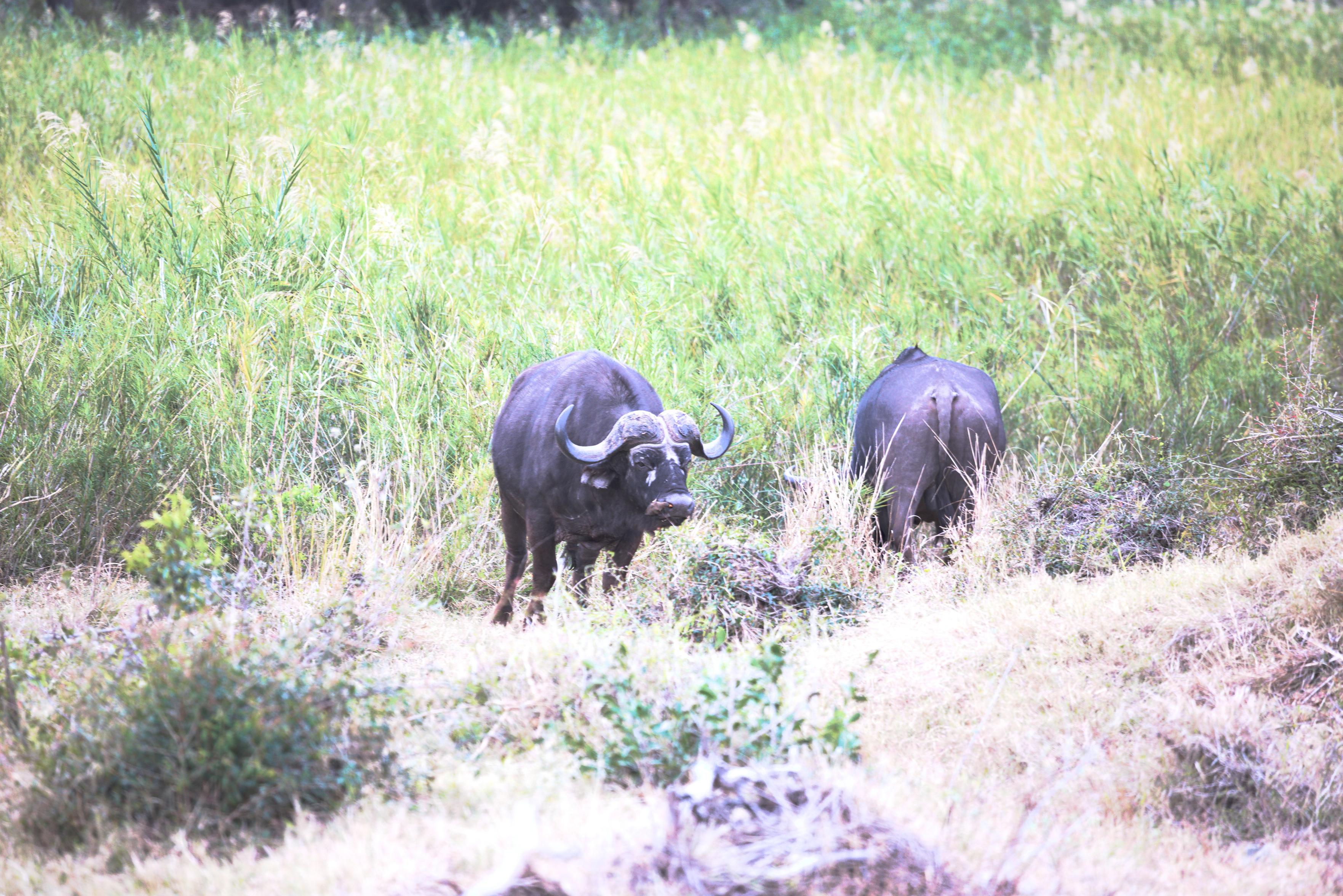 Buffalo grazing in a tributary of the Sabi River, Kruger National Park, South Africa