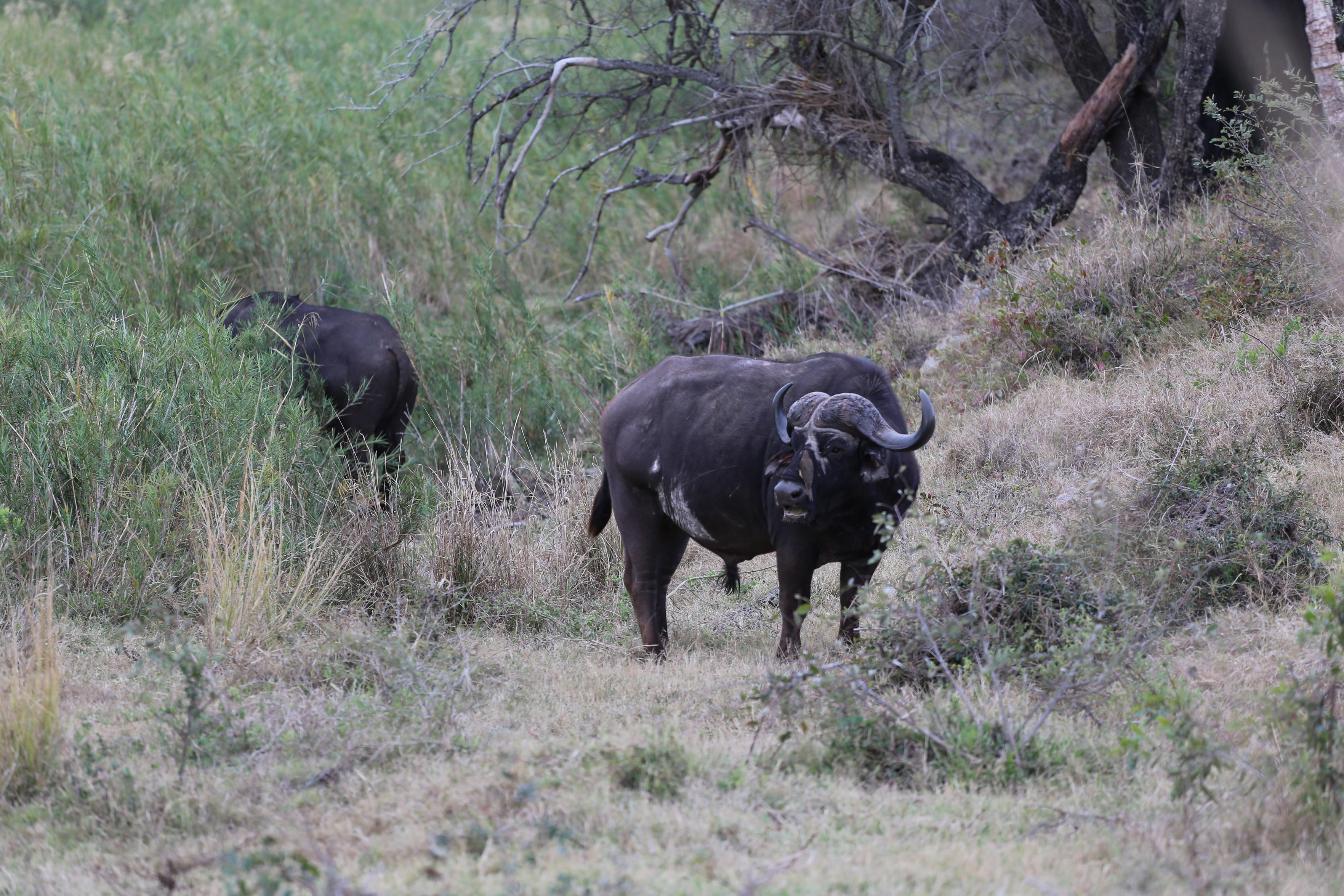 Buffalo grazing in a tributary of the Sabi River, Kruger National Park, South Africa