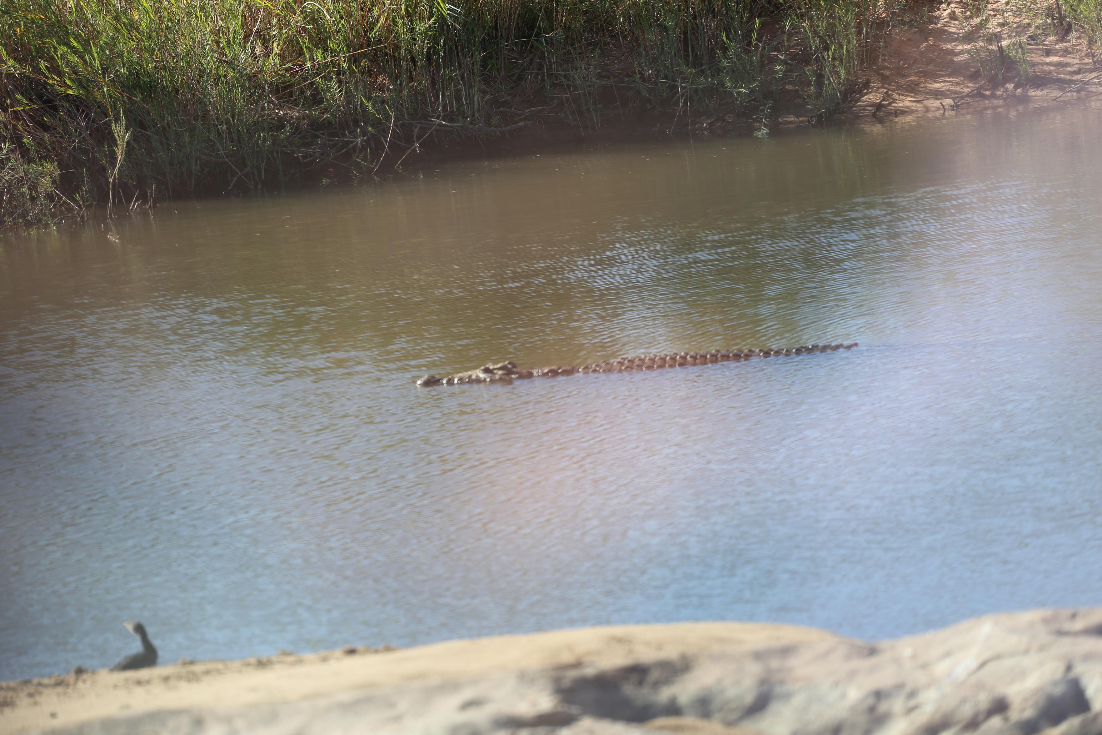 A crocodile swimming in the Sabie River just outsize Skukuza camp at the low-tide bridge.