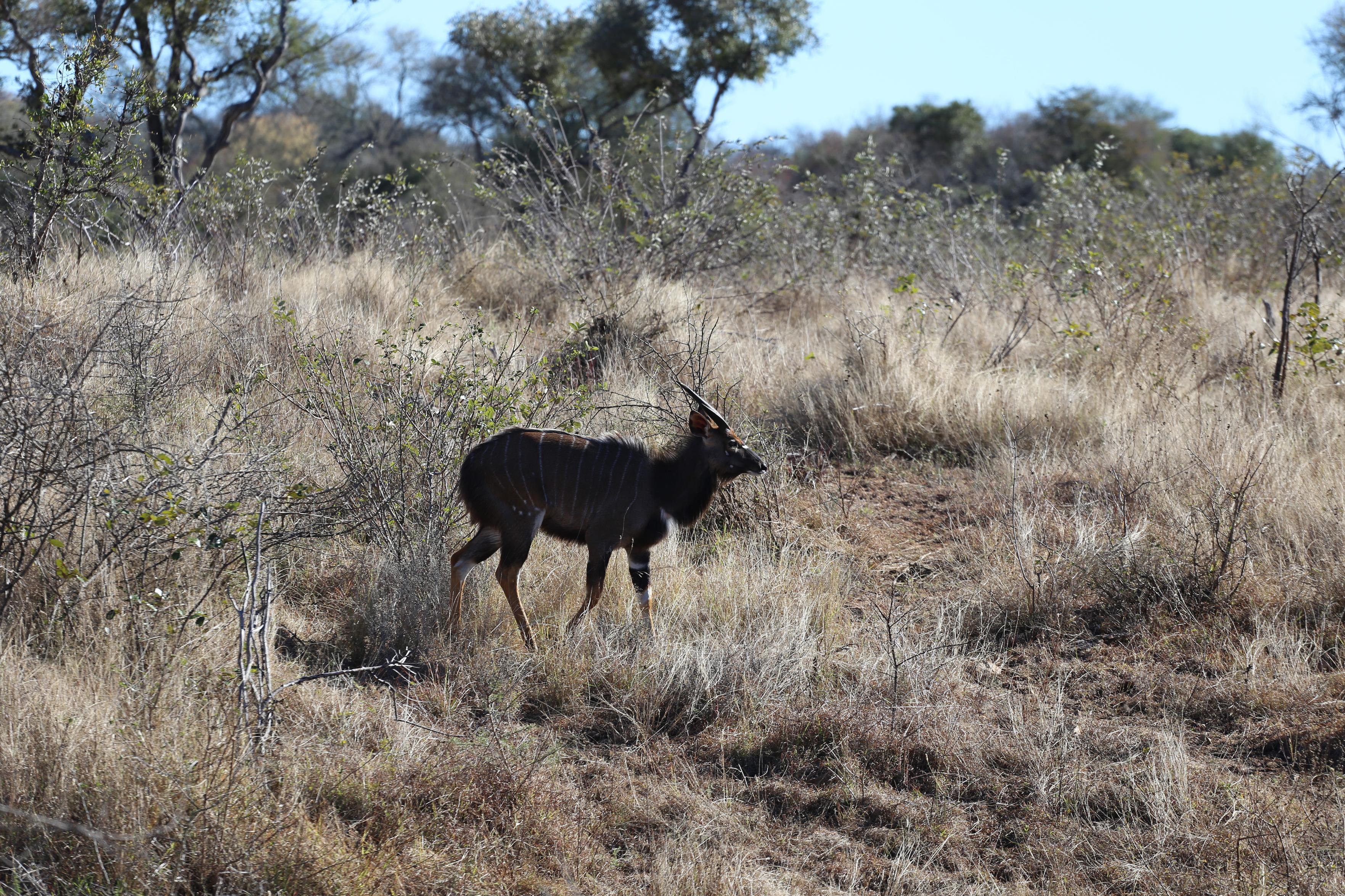 Young Nyala Male, Kruger National Park