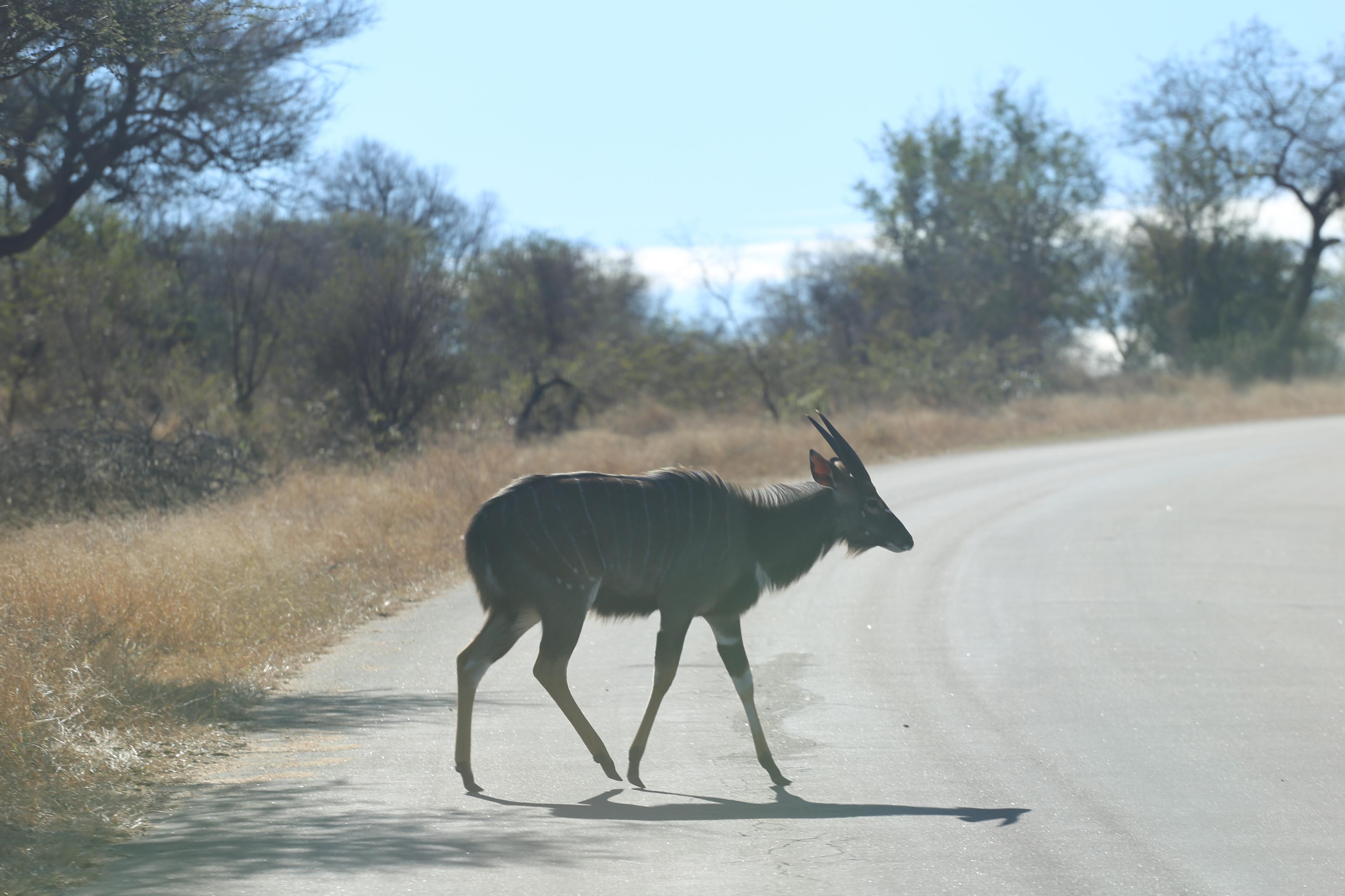 Nyala Male crossing the road, Kruger National Park, South Africa