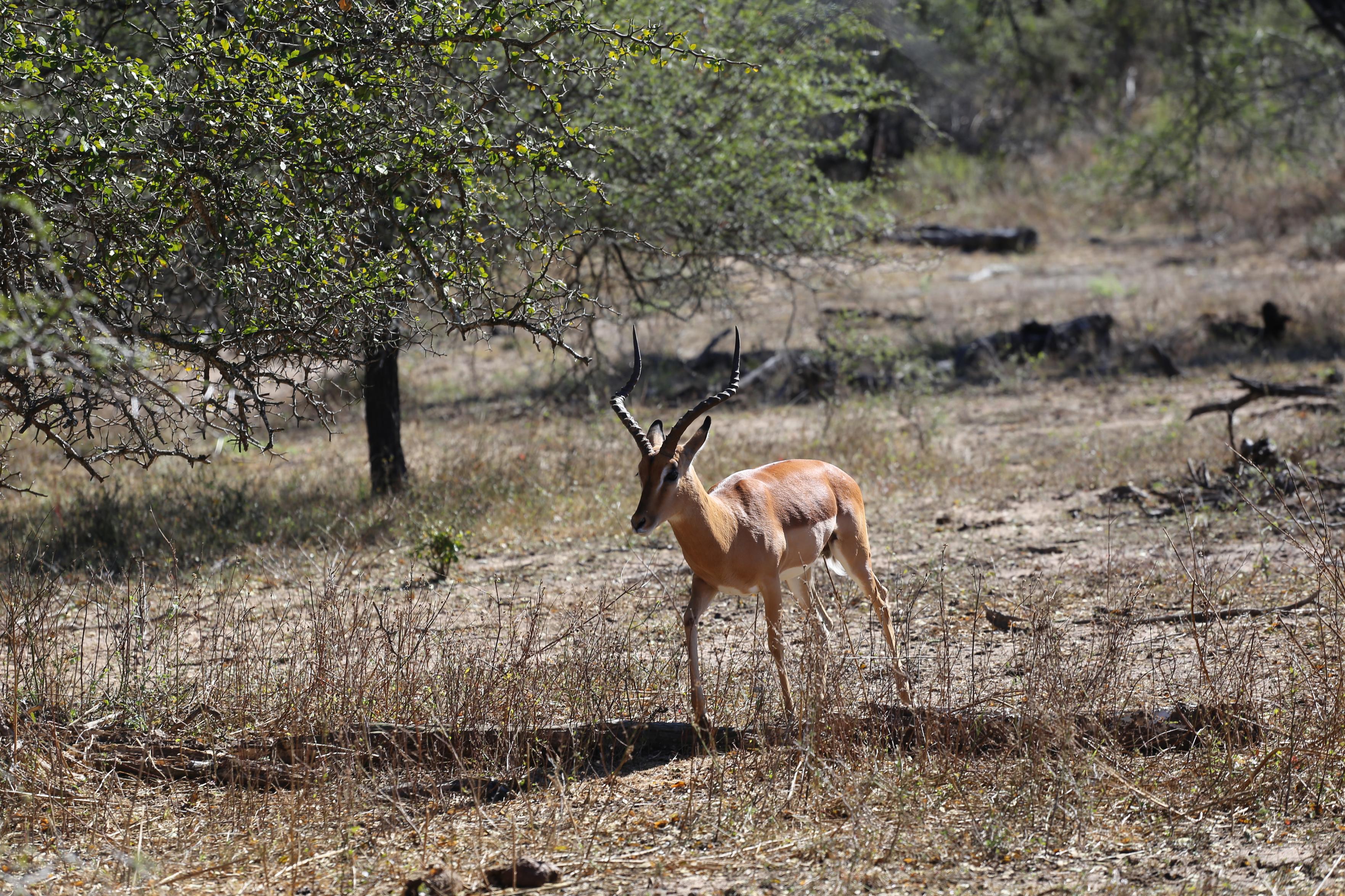 Impala Ram, approximately 3 years old.