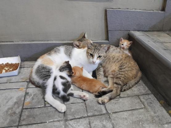 pile of 2 cats and 3 kittens, various coat colors