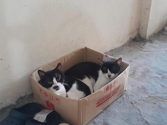 2 tuxedo cats in a box