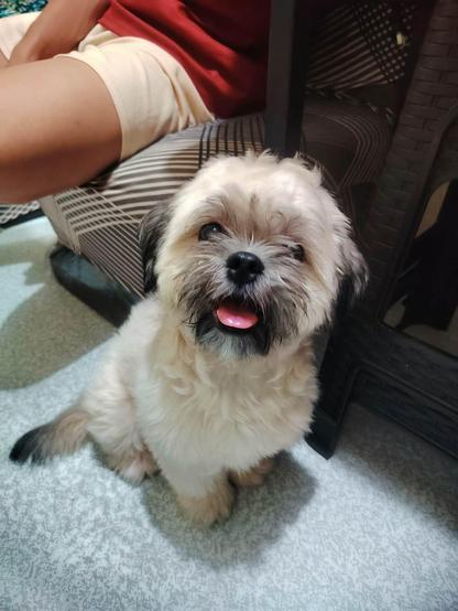 Small breed dog sitting on the floor