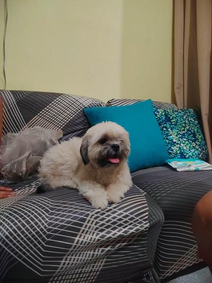 Small breed dog on the couch