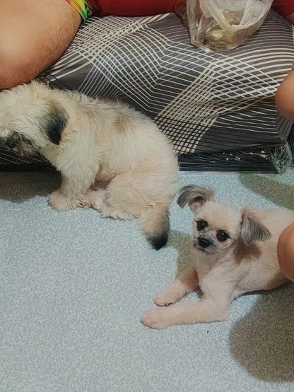 Two small breed dogs on the floor